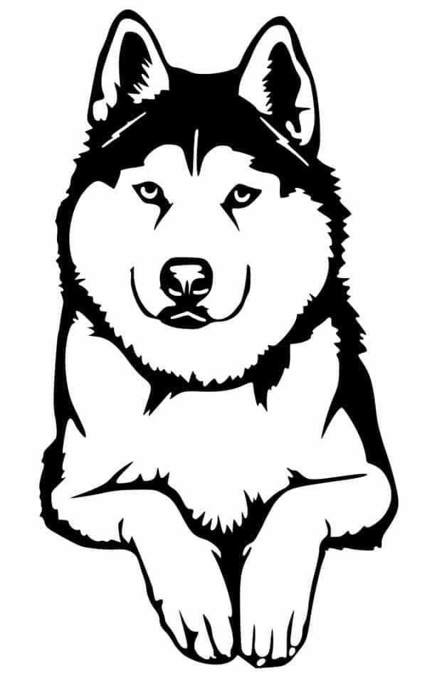 The Husky