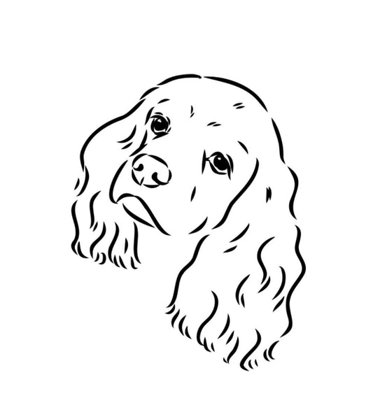 Spaniel dog
