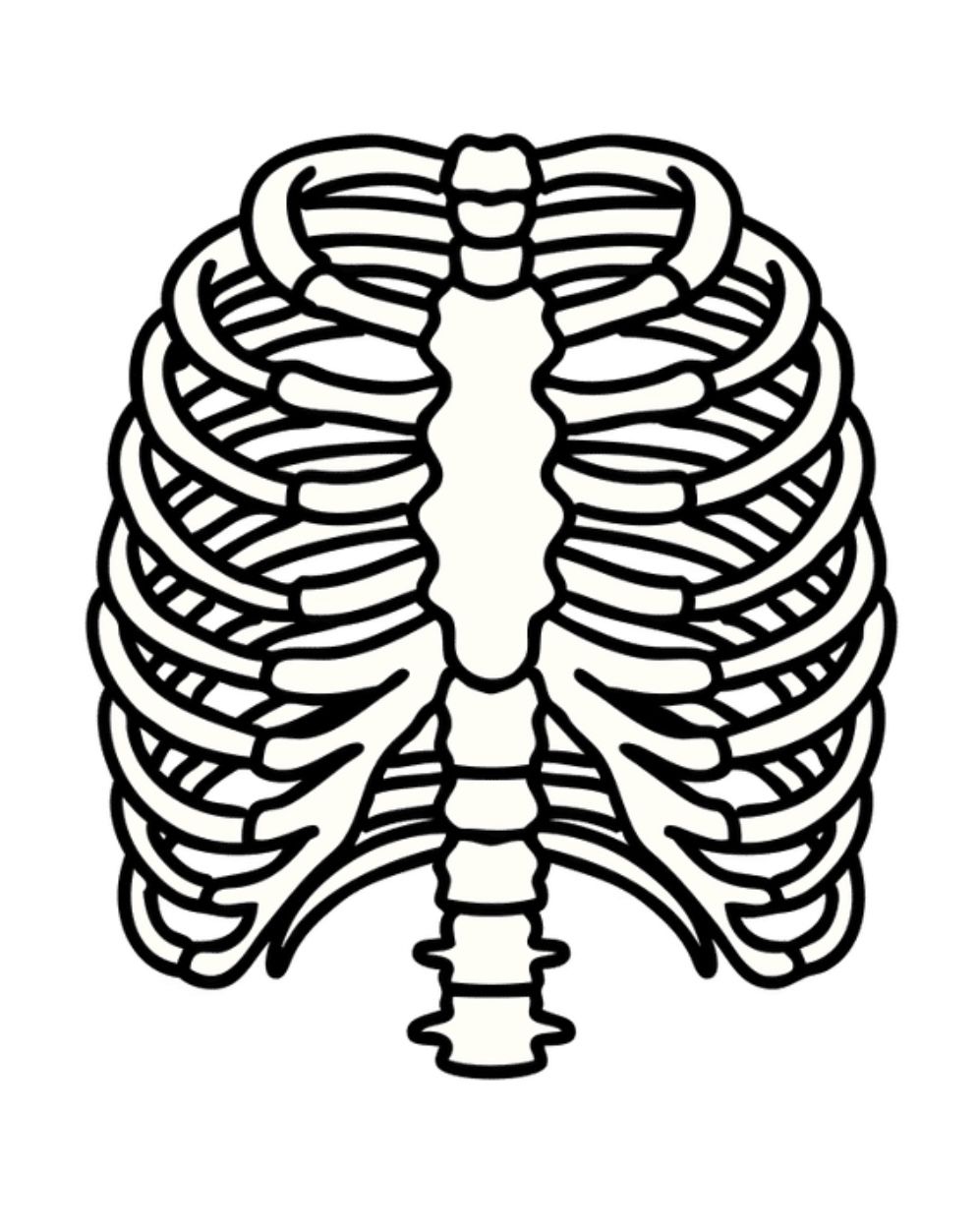Anatomy