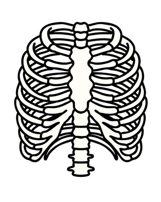 Anatomy
