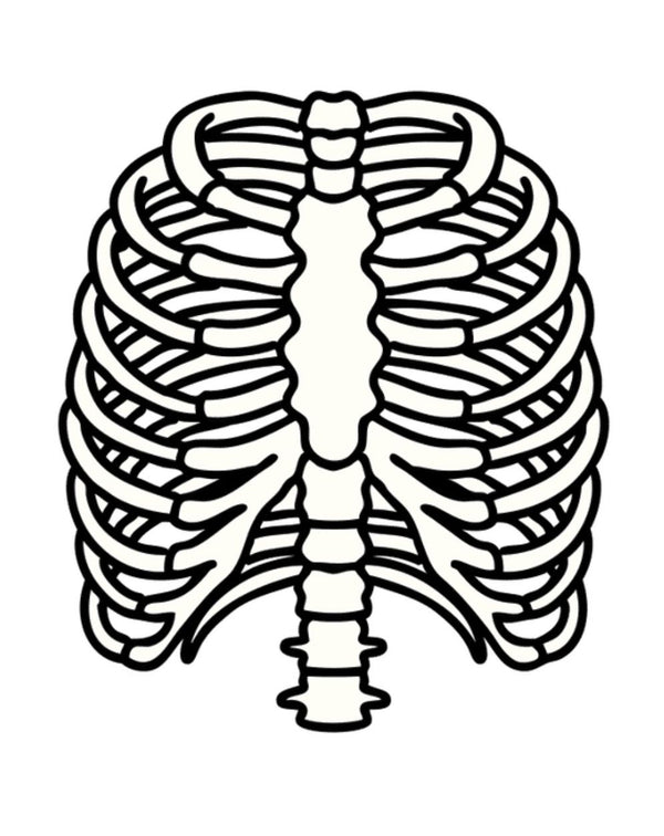 Anatomy