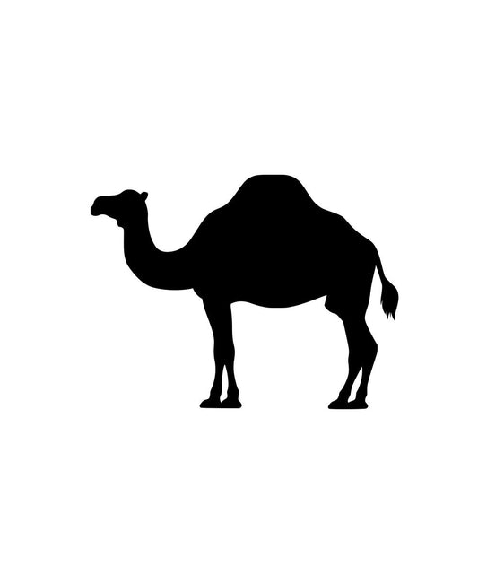 Camel