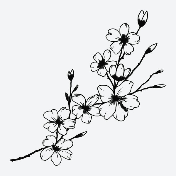 Cherry Blossom