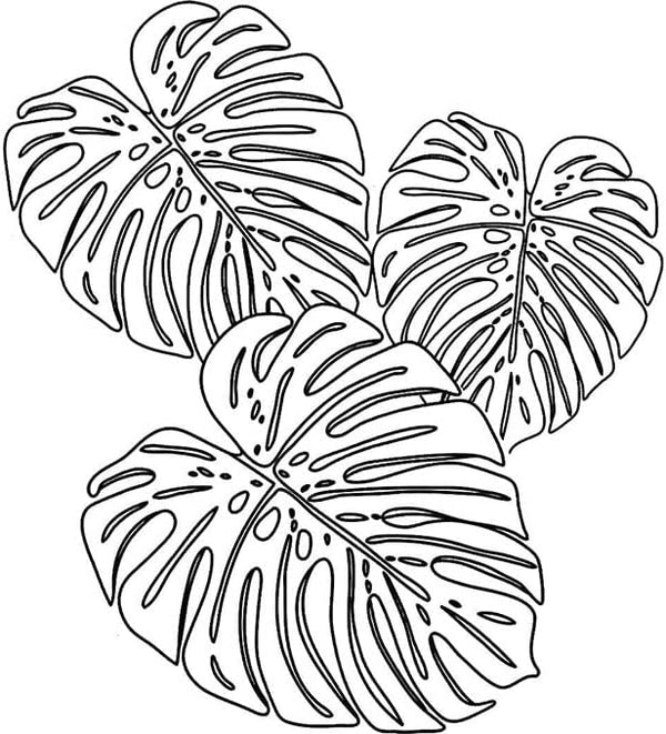 Leaves