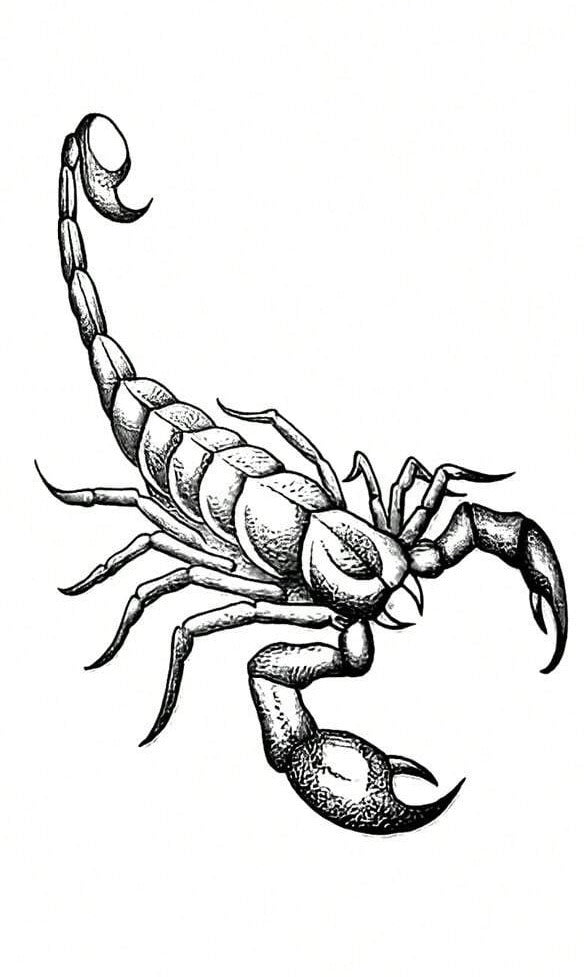 Scorpion Killer